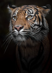 Naklejka na ściany i meble Sumatran tiger