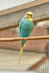 Blue budgerigar (Melopsittacus undulatus)  with serious expression , perched in outdoor aviary.