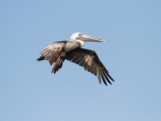 Fototapeta na wymiar Brown Pelican in flight near Mobile, Alabama.