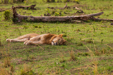 Löwe in der  Masai Mara in Kenia, Afrika (panthera, leo).