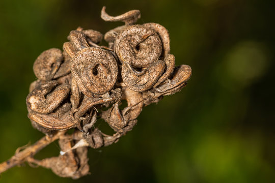 Ripe yield of Alfalfa, also called lucerne and called Medicago sativa in binomial nomenclature, is a perennial flowering plant in the legume family Fabaceae.