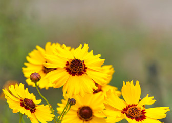 close up of Coreopsis tinctoria (Plains coreopsis, Calliopsis) a species of flower in the Asteraceae family. Flower heads are brilliant yellow with maroon or brown disc florets of various sizes