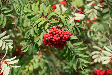 Rowan bunches with red ripe berries. Autumn sunny day.