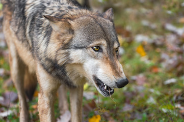 Naklejka na ściany i meble Grey Wolf (Canis lupus) Chews on Mouthful Autumn