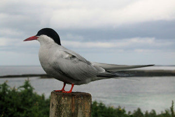 A view of an Arctic Tern