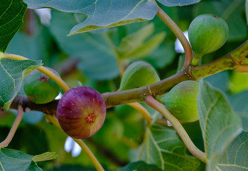Fig fruits on a branch