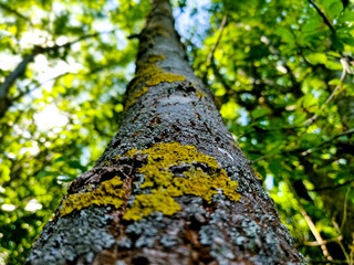 Bottom up close up tree with blue sky and yellow mosses