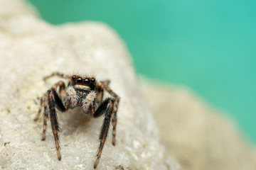 Wollige Mauerspringspinne (Pseudeuophrys Ianigera), Springspinne