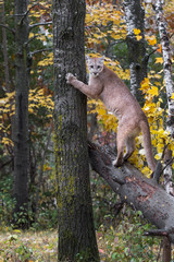 Cougar (Puma concolor) Turns From Sharpening Claws on Tree Autumn