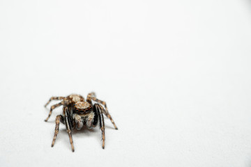 Wollige Mauerspringspinne (Pseudeuophrys Ianigera), Springspinne