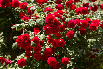 Fototapeta premium Red roses. Beautiful shrub rose in the garden. Selective focus