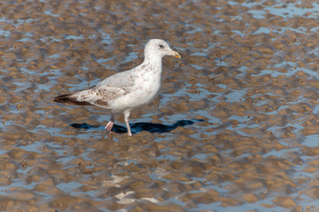 Sea gulls in the water