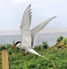 A view of an Arctic Tern