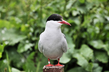 A view of an Arctic Tern on Farn Islands