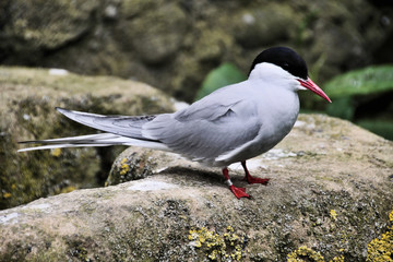 A view of an Arctic Tern on Farn Islands