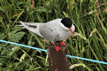 A view of an Arctic Tern on Farn Islands