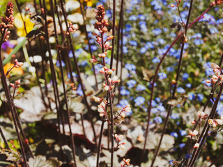 Heuchère pourpre ou Heuchera Micrantha 'Palace purple' à floraison estivale rose clair en panicules de fleurs blanches à crème verdâtre à anthères rouges
