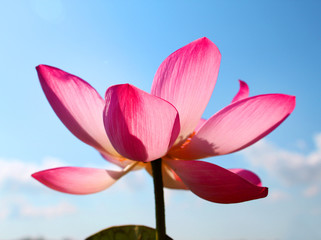 Beautiful photo with pink wonderful lotuses