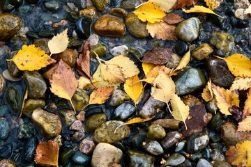 Autumn composition. Yellow, colorful leaves on the background of river stones. 