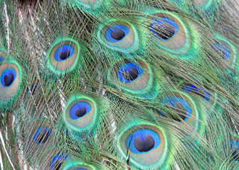 male  peacock tail feathers from behind and above as feathers down and closed. Peacocks are famous for their beautiful plumage.