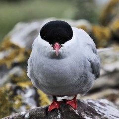 A view of an Arctic Tern on Farn Islands