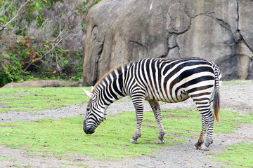 Fototapeta na wymiar zebra grazing eating new growth of short green grass. Profile view with large rock in the background.