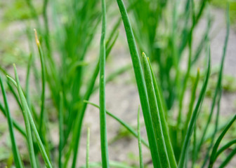 Growing environmentally friendly products in agricultural beds in the open field.