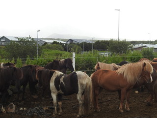 Icelandic horses outside the city of Reykjavik, Iceland