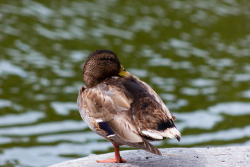 female Mallard duck stands on the shore of the lake
