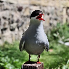 A view of an Arctic Tern on Farn Islands