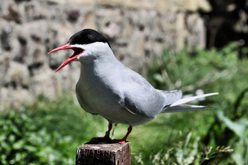 A view of an Arctic Tern on Farn Islands
