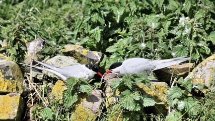 A view of an Arctic Tern on Farn Islands
