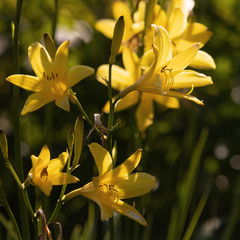Yellow Daylilies