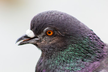 bird pigeon with multicolored feathers close up of a pigeon