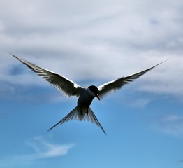 A view of an Arctic Tern on Farn Islands