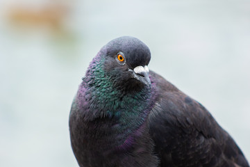 bird pigeon with multicolored feathers close up of a pigeon