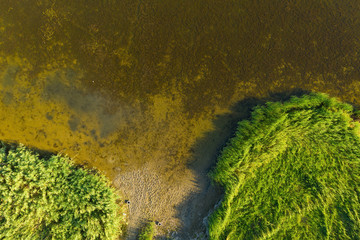 Shoreline with green reeds and sand. Aerial view.