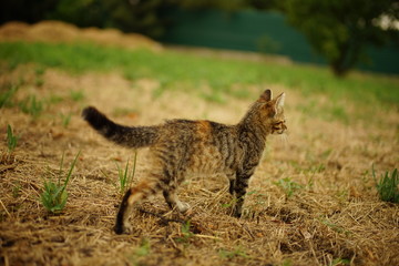 Lovely tabby kitten hunting in summer garden.