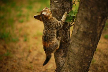 Tabby kitten hunt on a tree. Portrait of an domestic cat