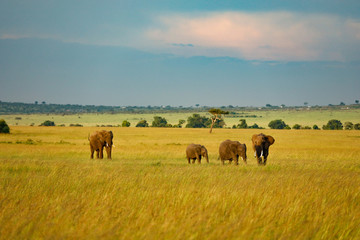 Fototapeta premium Group on Elephants on Savannah in Kenya, Africa