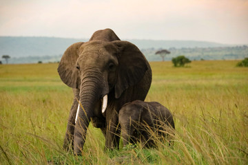 Fototapeta na wymiar Elephant with Calf in Kenya, Africa