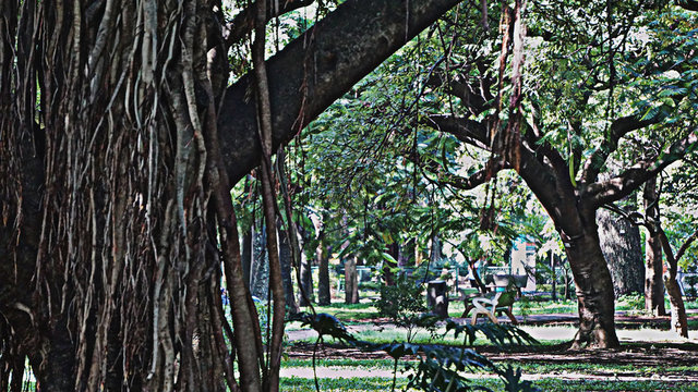 A rare Hanging prop root of a banyan tree in Cubbon Park, Bangalore, India. 