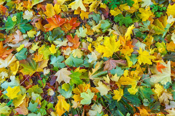 Full frame picture of colorful multicolored maple foliage lying on the ground. Bright botanical texture, wallpaper or background for autumn