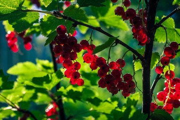 Obraz premium berries of a red currant
