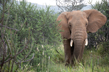 Naklejka premium Large Bull Elephant in Kenya, Africa