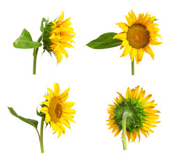 Beautiful fresh yellow sunflower with green leaves isolated on white background. Different types of sunflowers, template for design. Harvest time, agriculture, farming. Sunflower background