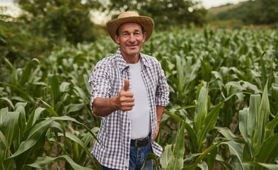 Happy farmer with thumb up gesture standing in corn field