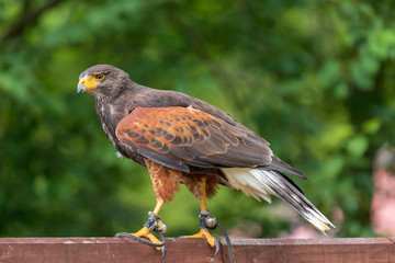 Parabuteo unicinctus - Buzzard Harris - sits on a wooden beam. In the background is a nice bokeh of...