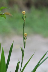 natural life, yellow flower, blur