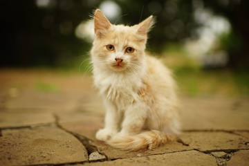 Cute fluffy beige kitten sitting in a summer park.